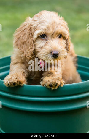 Huit semaine Goldendoodle puppy 'Bella' assis à l'intérieur d'un pot de fleurs vide, ne sachant pas comment s'en sortir, à Issaquah, Washington, USA Banque D'Images