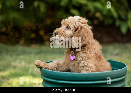 Huit semaine Goldendoodle puppy 'Bella' assis à l'intérieur d'un pot de fleurs vide, ne sachant pas comment s'en sortir, à Issaquah, Washington, USA Banque D'Images