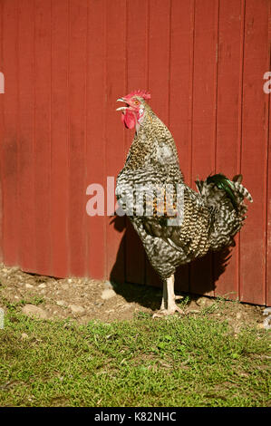 Leghorn noire hybride et le Rhode Island Red Rooster à Ames Creek Farm à oeillet, Washington, USA Banque D'Images