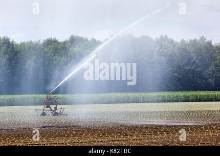 L'irrigation des cultures jeunes sur un champ dans les Pays-Bas Banque D'Images