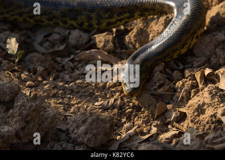 Anaconda jaune sur la route transpantaneira road Banque D'Images