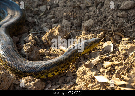 Anaconda jaune sur la route transpantaneira road Banque D'Images