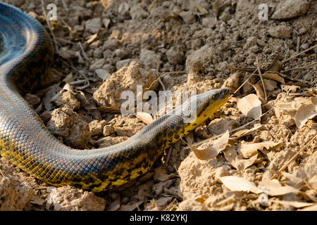 Anaconda jaune sur la route transpantaneira road Banque D'Images