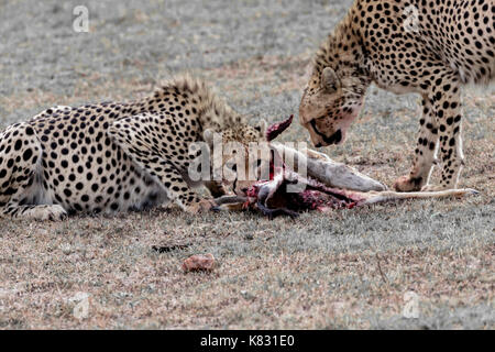 Deux frères cheetah eating the antelope ils tué récemment. sur le Masai Mara, Kenya Banque D'Images