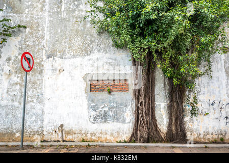 Arbres poussant hors de mur dans la vieille ville de Semarang, Java central, Indonésie. Banque D'Images