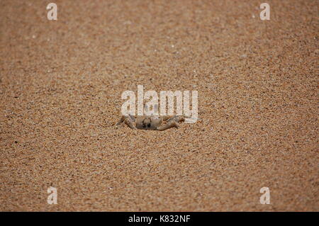 Une petite corne Eyed Crabe fantôme ramper autour de la plage à Kauai, Hawaï. Banque D'Images