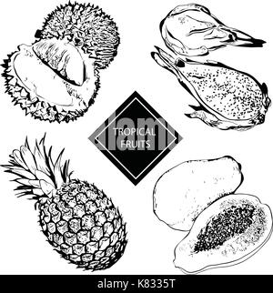 Illustration vecteur de fruits tropicaux durian, ananas, papaye Illustration de Vecteur