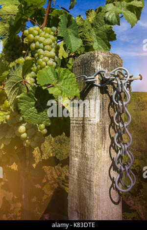 Vigne à raisin blanc mûrs à la fin de l'été Banque D'Images