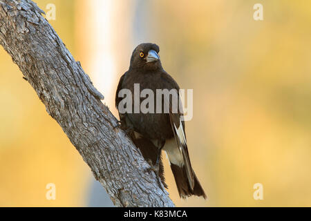 Un pied, strepera graculina currawong, debout sur une branche d'arbre avec copie espace Banque D'Images