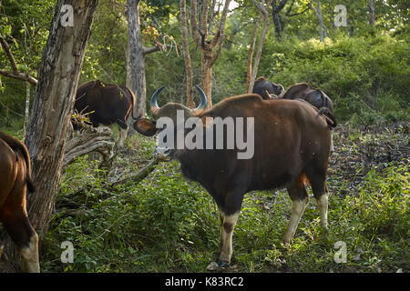 Un gaur sauvages dans la région de Safari. Gaur est un grand gros bovins indigènes de l'Asie du Sud et en Asie du sud-est. Banque D'Images