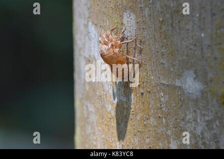 Cigale shell sur un arbre dans la forêt amazonienne. réserve nationale de Tambopata, Madre de Dios, au Pérou. Banque D'Images