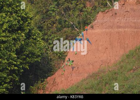 Aras se rassemblent pour s'alimenter à la Colpa Chuncho argiles salifères dans la réserve nationale de Tambopata. Madre de Dios, Pérou Banque D'Images