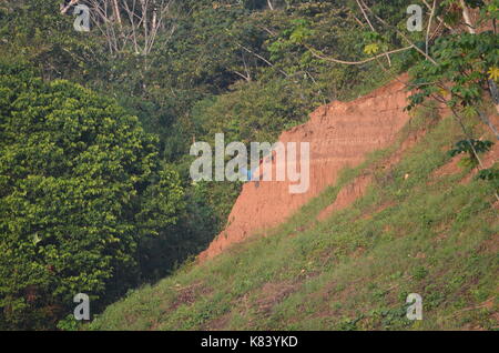 Aras se rassemblent pour s'alimenter à la Colpa Chuncho argiles salifères dans la réserve nationale de Tambopata. Madre de Dios, Pérou Banque D'Images