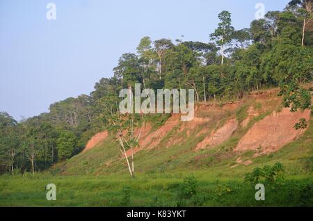 Aras se rassemblent pour s'alimenter à la Colpa Chuncho argiles salifères dans la réserve nationale de Tambopata. Madre de Dios, Pérou Banque D'Images