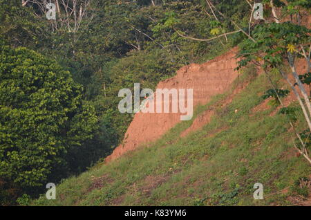 Aras se rassemblent pour s'alimenter à la Colpa Chuncho argiles salifères dans la réserve nationale de Tambopata. Madre de Dios, Pérou Banque D'Images