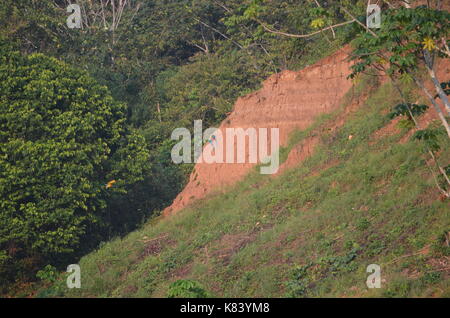 Aras se rassemblent pour s'alimenter à la Colpa Chuncho argiles salifères dans la réserve nationale de Tambopata. Madre de Dios, Pérou Banque D'Images