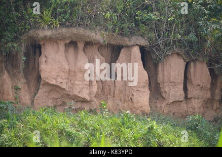 Aras se rassemblent pour s'alimenter à la Colpa Chuncho argiles salifères dans la réserve nationale de Tambopata. Madre de Dios, Pérou Banque D'Images