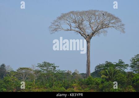 Un très grand arbre lupuna (chorisia insignis), réserve nationale de Tambopata, Madre de Dios province, bassin de l'amazone, au Pérou Banque D'Images