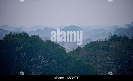 Les plantes et les arbres de la canopée amazonienne. Rivière Tambopata, Madre de Dios, Pérou Banque D'Images