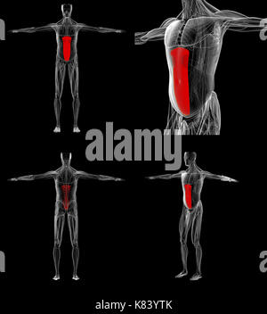 Le rendu 3D de l'illustration exacte médicalement rectus abdominis Banque D'Images