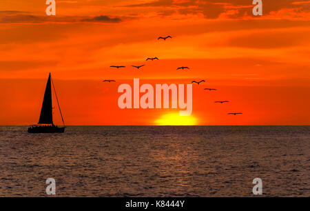 Voilier coucher du soleil est un silhoette d'un bateau naviguant le long de l'eau de mer au coucher du soleil avec une volée d'oiseaux suivant derrière. Banque D'Images