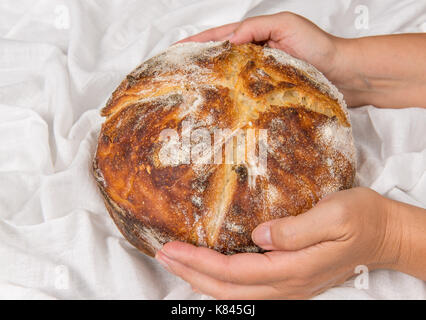 Un pain frais cuit de pain au levain artisan ronde dans les mains de Baker sur une toile blanche. Banque D'Images