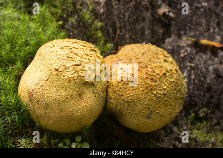 Eartball unedible champignons communs gros plan Banque D'Images