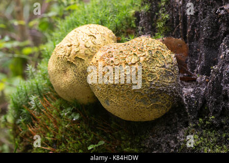 Eartball unedible champignons communs gros plan Banque D'Images