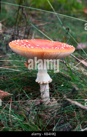 Champignons toxiques agaric fly rouge ou toadstool in forest Banque D'Images