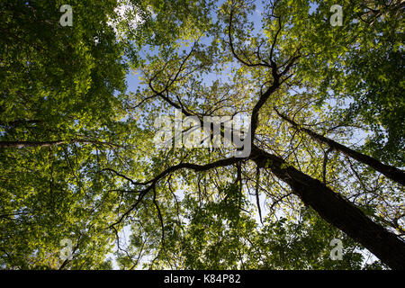 Une vue de dessous de quelques grands arbres au printemps against a blue sky Banque D'Images