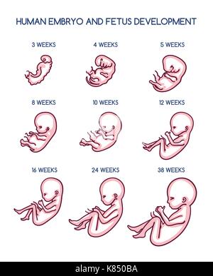 Le développement foetal vector illustration. la grossesse Soins prénatals la croissance de l'embryon la vie par semaines isolé sur fond blanc Illustration de Vecteur