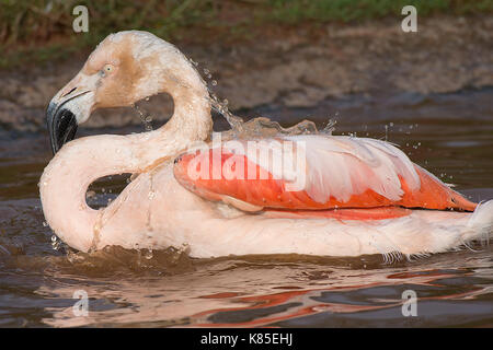 Close up d'un flamand rose echelle montrant des gouttelettes d'eau où il a été réduit et fonctionne sur le dos Banque D'Images