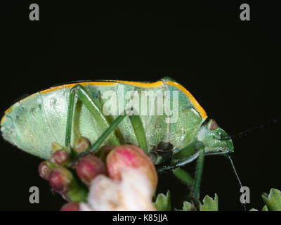 Green stink bug (Chinavia hilaris) assis sur une fleur, dessous vue Banque D'Images