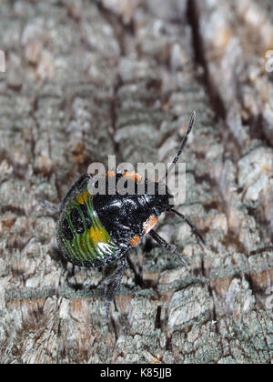 Green stink bug (Chinavia hilaris) nymphe sur une surface en bois Banque D'Images