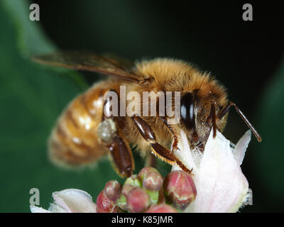 Abeille à miel (Apis mellifera) collecte de pollen sur une fleur blanche à Kirkland, Washington, États-Unis Banque D'Images