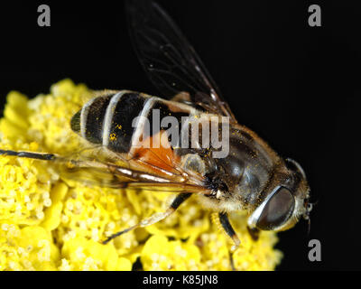 Survolez les fleurs jaunes Banque D'Images