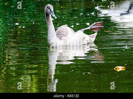 Summers Road, Godalming. 18 septembre 2017. uk météo. La couverture nuageuse a commencé à effacer ce matin sur la home counties, bien que le vent du nord signifiait clairement un sentiment d'automne à la météo. Une cygnet au Broadwater lake à Godalming, Surrey. Credit : james jagger/Alamy live news Banque D'Images