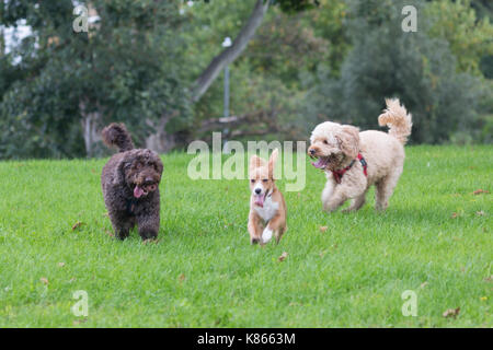 Gravesend, Kent, Royaume-Uni. 18 Septembre, 2017. Trois cockapoos jouer pendant une pause entre les averses de pluie sur une journée de météo changeante. Rob Powell/Alamy Live News Banque D'Images