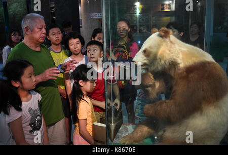 (170918) -- Beijing, sept. 18, 2017 (Xinhua) -- grand panda chercheur yong yange (2l, à l'avant) raconte l'histoire de sauvetage brown grand panda dan dan en 1985 pour les élèves en face de l'échantillon de dan dan au musée de la nature dans le comté de foping, nord-ouest de la Chine, province du Shaanxi, aug. 22, 2017. Un projet pilote visant à construire une administration de panda géant parc national a été approuvé. Le programme se former une croix-provincial national park qui unirait plus de 80 habitats fragmentés dispersés dans le sud-ouest de la province chinoise du Sichuan, le nord-ouest de la Chine, la province du Shaanxi et du Gansu province, avec un Banque D'Images