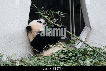 (170918) -- Beijing, sept. 18, 2017 (Xinhua) -- un grand panda est vu à la conservation de la Chine et du centre de recherche de pandas géants dans la réserve naturelle nationale de Wolong, dans le sud-ouest de la province chinoise du Sichuan, aug. 18, 2017. Un projet pilote visant à construire une administration de panda géant parc national a été approuvé. Le programme se former une croix-provincial national park qui unirait plus de 80 habitats fragmentés dispersés dans le sud-ouest de la province chinoise du Sichuan, le nord-ouest de la Chine, la province du Shaanxi et du Gansu province, d'une superficie de 27 134 kilomètres carrés. (Xinhua/xue yubin) (lfj) Banque D'Images