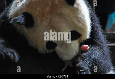 (170918) -- Beijing, sept. 18, 2017 (Xinhua) -- un grand panda ya xing porte son bébé à la conservation de la Chine et du centre de recherche de pandas géants à Chengdu, capitale du sud-ouest de la province chinoise du Sichuan, le 1er juillet 2014. Un projet pilote visant à construire une administration de panda géant parc national a été approuvé. Le programme se former une croix-provincial national park qui unirait plus de 80 habitats fragmentés dispersés dans le sud-ouest de la province chinoise du Sichuan, le nord-ouest de la Chine, la province du Shaanxi et du Gansu province, d'une superficie de 27 134 kilomètres carrés. (Xinhua/xue yubin) (lfj) Banque D'Images