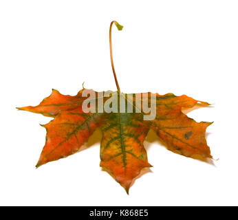 Automne érable feuilles multicolores. isolé sur fond blanc. Banque D'Images