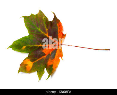 Automne érable multicolores. isolé sur fond blanc. Vue de dessus. Banque D'Images