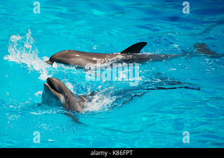 Les dauphins s'amuser. place pour le texte. Banque D'Images