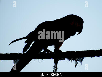 Silhouette de perroquet ara marche sur la corde. Banque D'Images