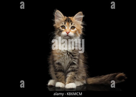 Chaton sibérien isolé sur fond noir Banque D'Images