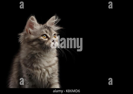 Chaton sibérien isolé sur fond noir Banque D'Images