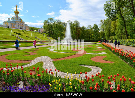 Russie - peterhof, 03 juin. 2017. grande fontaine italienne en grande perte Banque D'Images