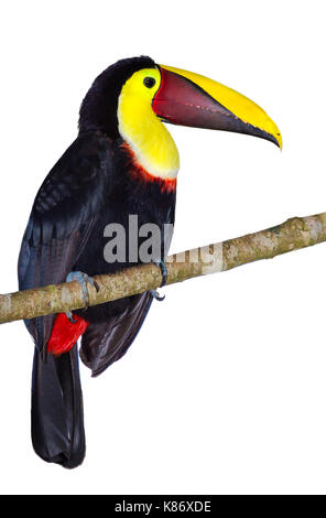 Yellow-throated toucan (Ramphastos ambiguus), isolé sur fond blanc. Banque D'Images