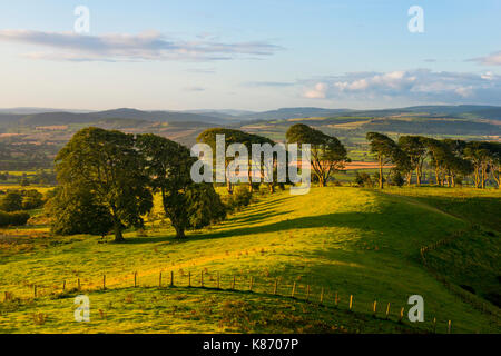 Tôt le matin, la lumière sur l'ancienne avenue de hêtre sur Linley Hill, près de Norbury, Shropshire. Banque D'Images